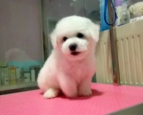白色卷毛犬种大全及