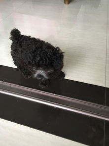 泰迪小时候毛卷长大了不卷了