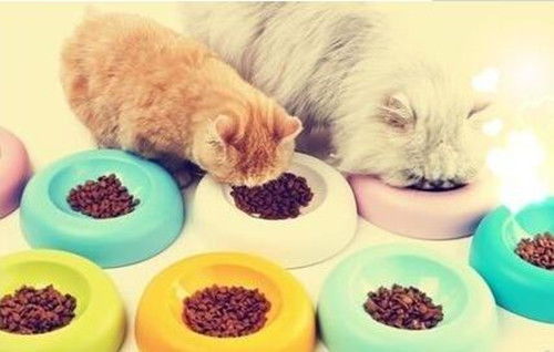 换新猫粮怎么换