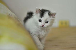 小猫吃什么可以代替猫奶