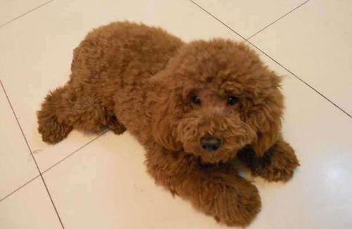 泰迪犬的体重标准