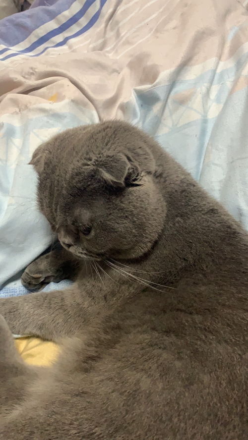 折耳猫发病之后怎么治疗