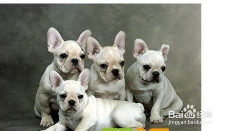 斗牛犬如何训练大小便
