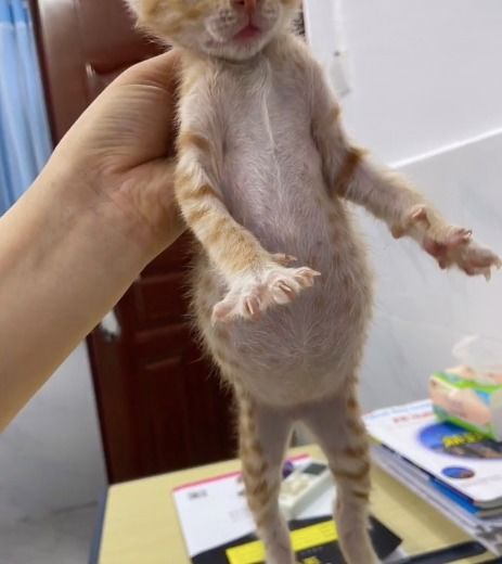 猫肚子变大是怀孕多久了