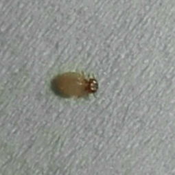 狗狗身上的虫虫有哪些