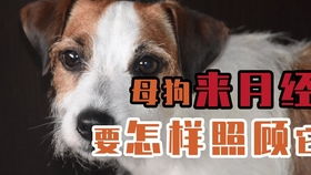 狗来一次月经要多久
