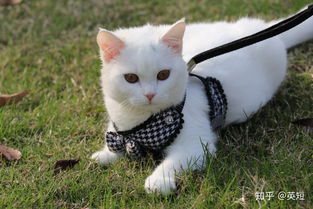 白色短毛猫
