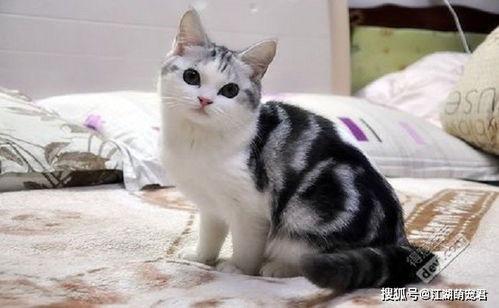 美短猫咪体重对照表