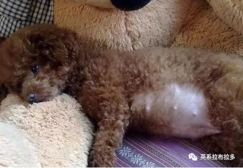 狗怀孕后体重会增加吗
