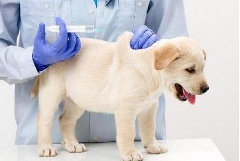 刚生的狗多久打疫苗
