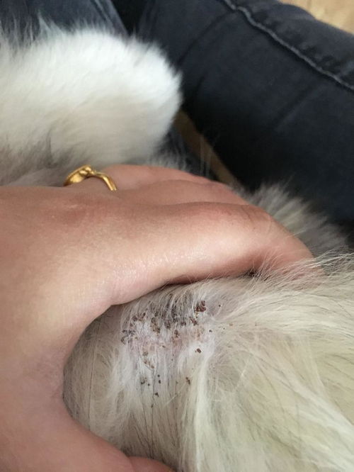 狗狗身上结痂是什么样子的