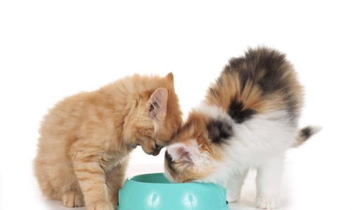 猫咪可以喂什么肉类