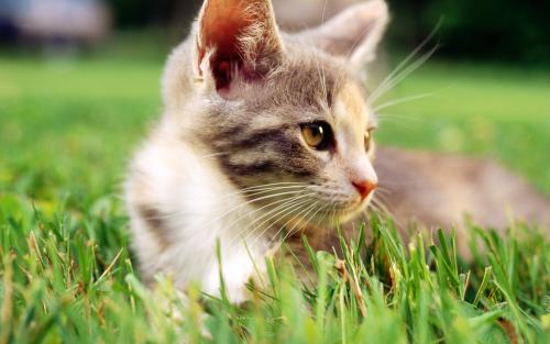 突然不给猫吃猫粮