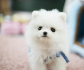 博美幼犬正常体重