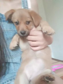 狗吐狗粮不吃东西