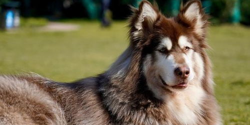 阿拉斯加犬寿命长吗