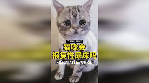 猫咪尿床的解决方法