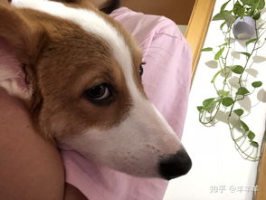 微波炉自制狗粮