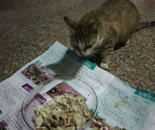 怎么防止猫咪跑掉