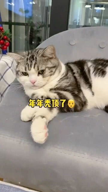 小猫咪多久吃一次饭