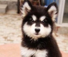 阿拉斯加犬瘟热