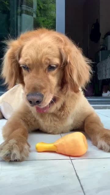 如何让狗狗不咬鸡