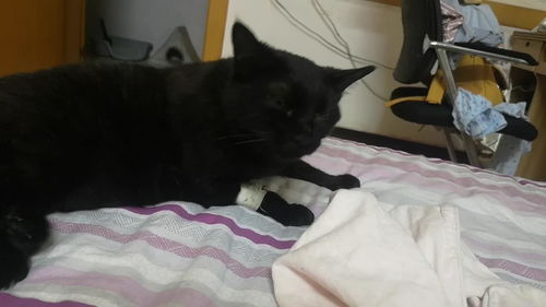 猫肺炎一般几天好