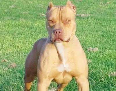 比特犬身高多少厘米