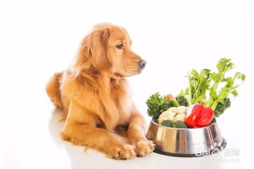 训练狗狗用什么食物