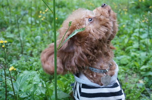 比较安静的狗狗小型犬