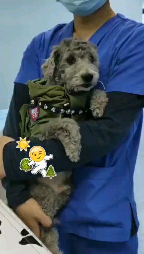 狗狗打完疫苗不吃狗粮正常吗