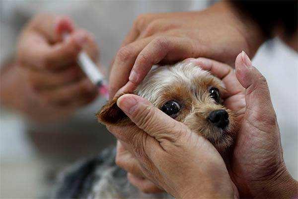 狗狗洗澡多久可以打狂犬疫苗