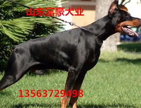 杜宾犬体重是多少公斤