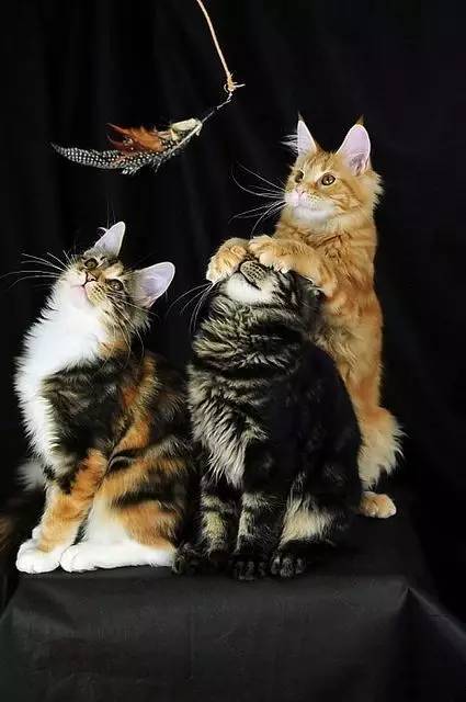 猫换毛季节毛会变少
