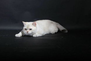 猫疫苗一般多久打完