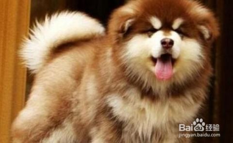 阿拉斯加幼犬吃什么零食