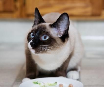 能长肉的猫粮
