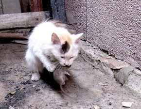 猫多大了才会安静些