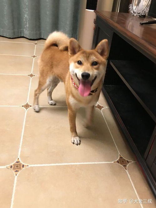 柴犬喂食时间表