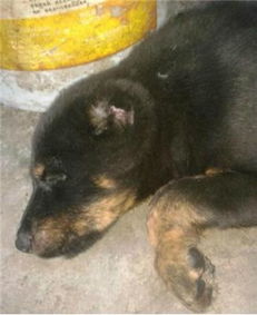 大型猛犬打斗视频