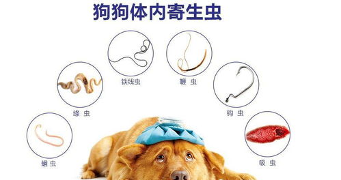 狗狗多久体内驱虫
