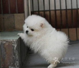 广州好的犬舍