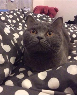英短蓝猫小时候是什么颜色