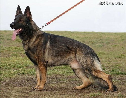 东德牧羊犬标准图