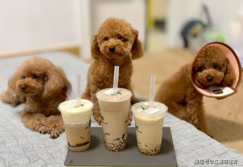 狗狗吃得多不长胖