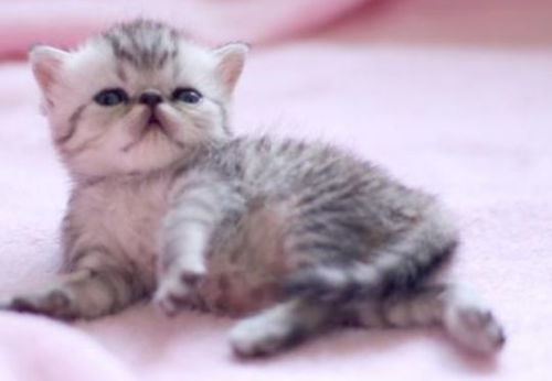 小猫多久开始排泄