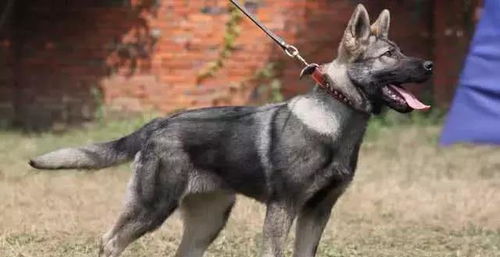昆明犬犬舍排行