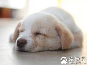 小狗需要睡几个小时