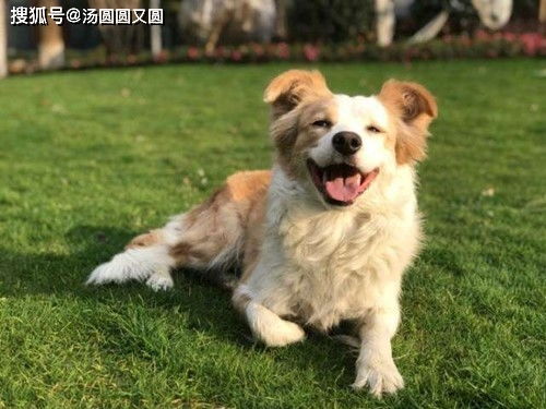 狗吃什么补钙最快最好的选择