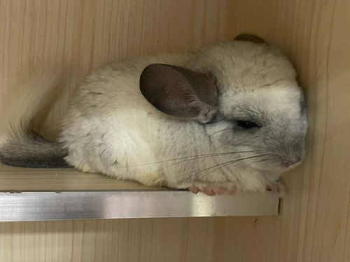 龙猫的寿命长吗